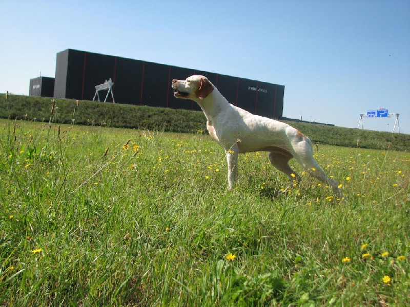 Publication : dansk dynasty Auteur : Dansk Dynasty