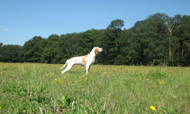 Publication : dansk dynasty Auteur : Dansk Dynasty