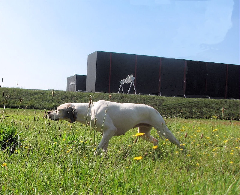 Publication : dansk dynasty Auteur : Dansk Dynasty