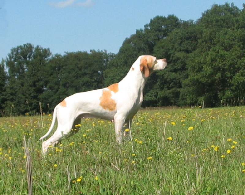 Publication : dansk dynasty Auteur : Dansk Dynasty