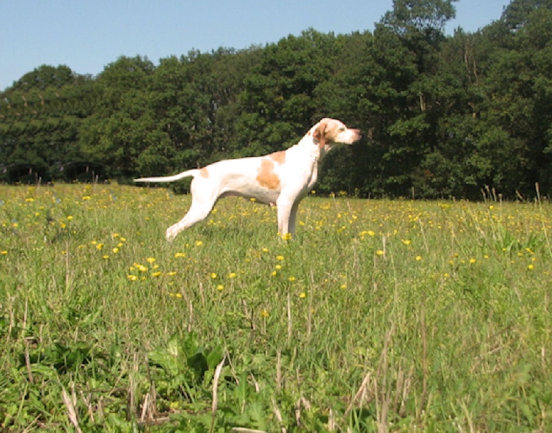 Publication : dansk dynasty Auteur : Dansk Dynasty