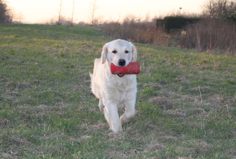 TR. CH. Give me hope of misty dreams