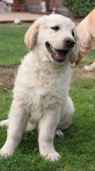 TR. CH. Give me hope of misty dreams