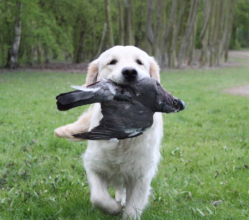 TR. CH. Give me hope of misty dreams