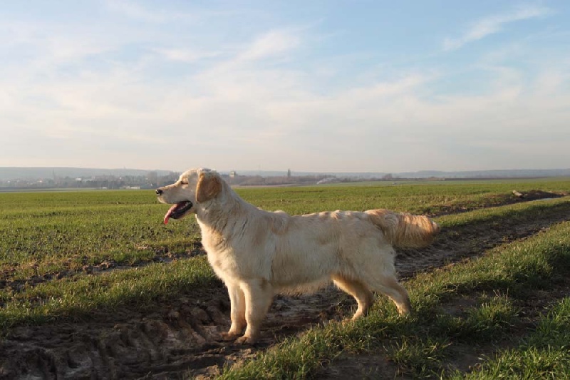 TR. CH. Give me hope of misty dreams