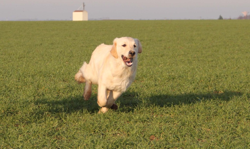 TR. CH. Give me hope of misty dreams