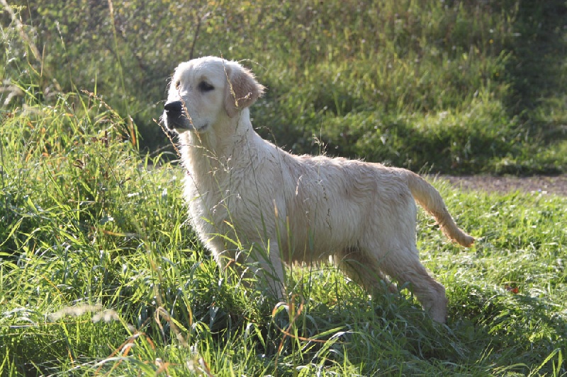 TR. CH. Give me hope of misty dreams