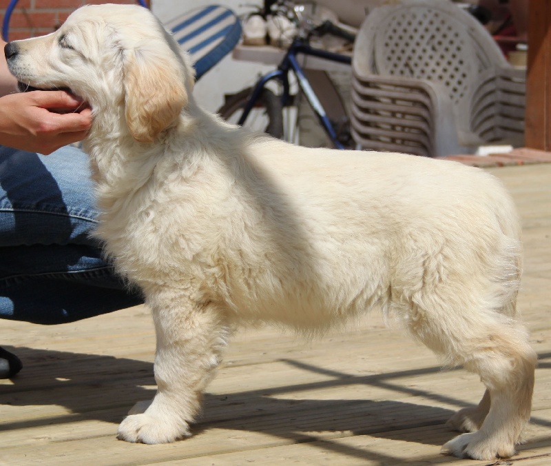 TR. CH. Give me hope of misty dreams