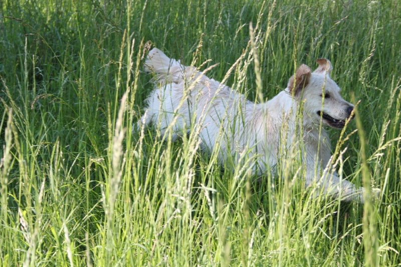 TR. CH. Give me hope of misty dreams