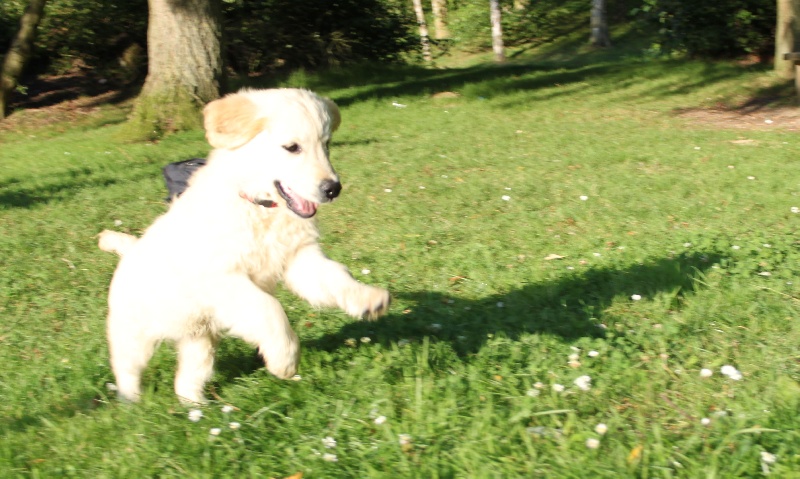 TR. CH. Give me hope of misty dreams