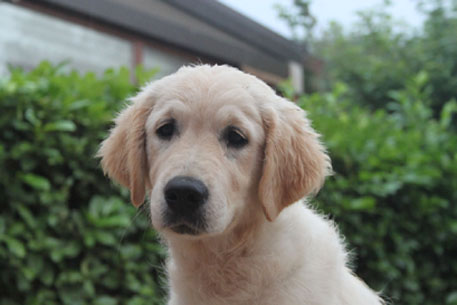 TR. CH. Give me hope of misty dreams