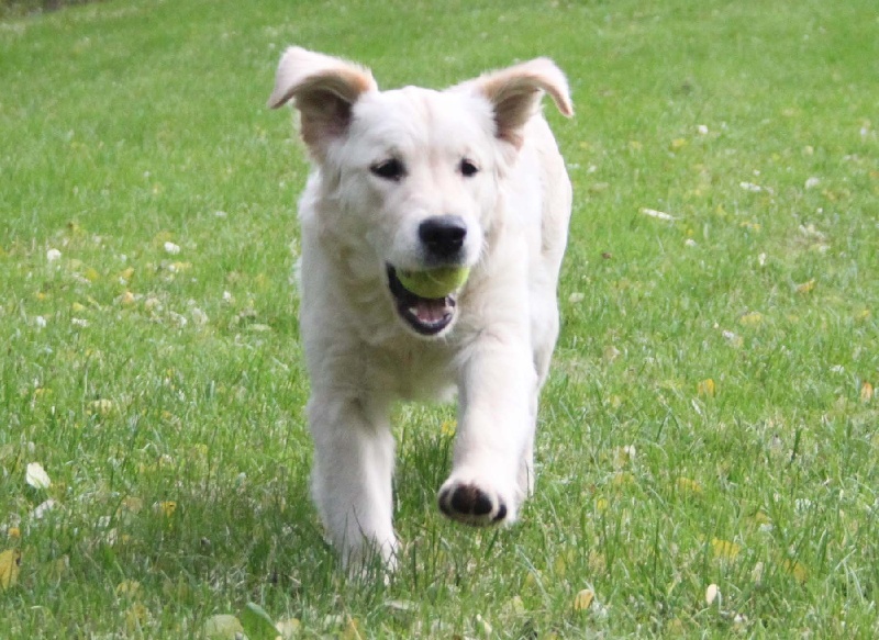 TR. CH. Give me hope of misty dreams