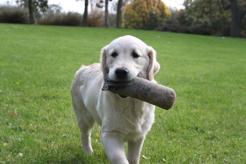 TR. CH. Give me hope of misty dreams