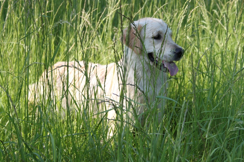 TR. CH. Give me hope of misty dreams