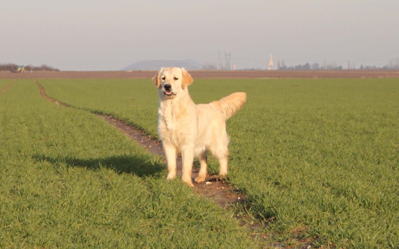 TR. CH. Give me hope of misty dreams