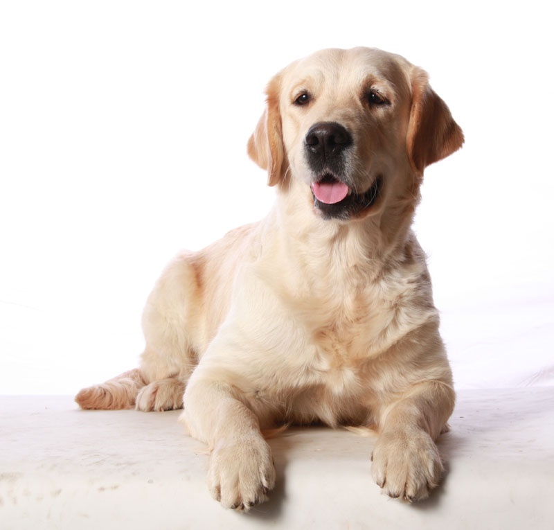 TR. CH. Give me hope of misty dreams