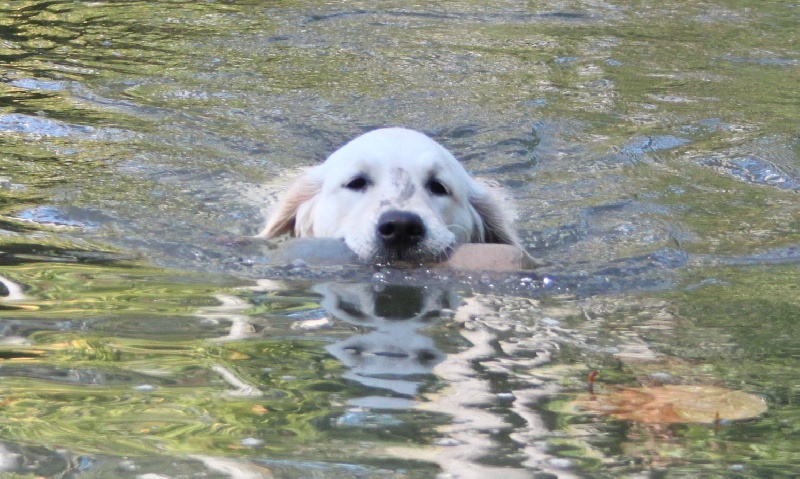 TR. CH. Give me hope of misty dreams