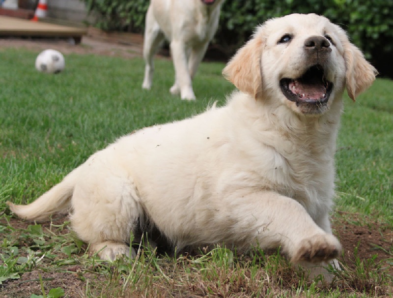 TR. CH. Give me hope of misty dreams