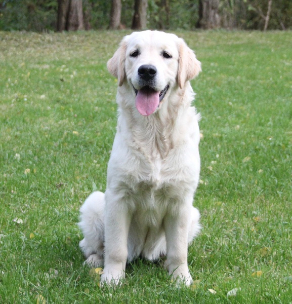 TR. CH. Give me hope of misty dreams