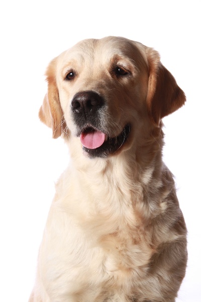 TR. CH. Give me hope of misty dreams