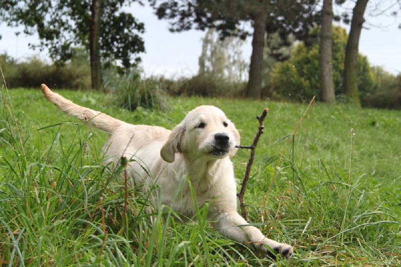 TR. CH. Give me hope of misty dreams