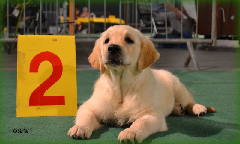 TR. CH. Fj.chen.ch.lux.tr. just like my imagination On Highness's Way - 2ème TP (classe baby)