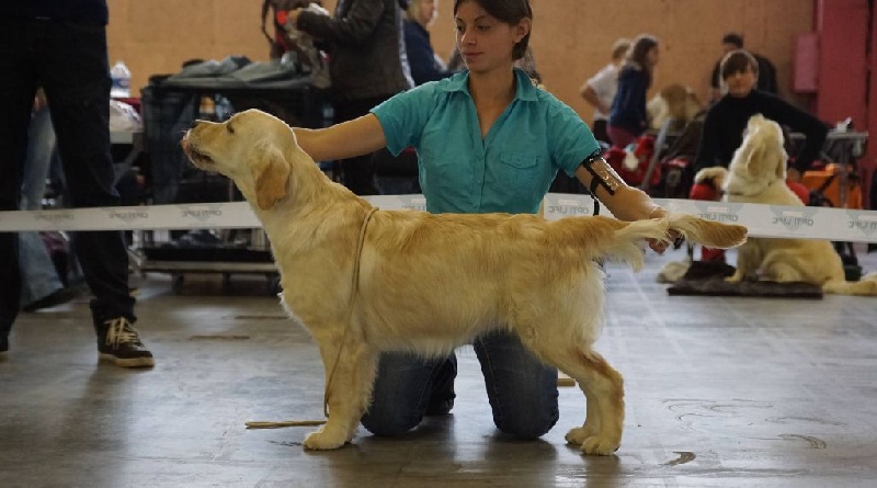 TR. CH. Fj.chen.ch.lux.tr. just like my imagination On Highness's Way - 2ème TP (classe baby)