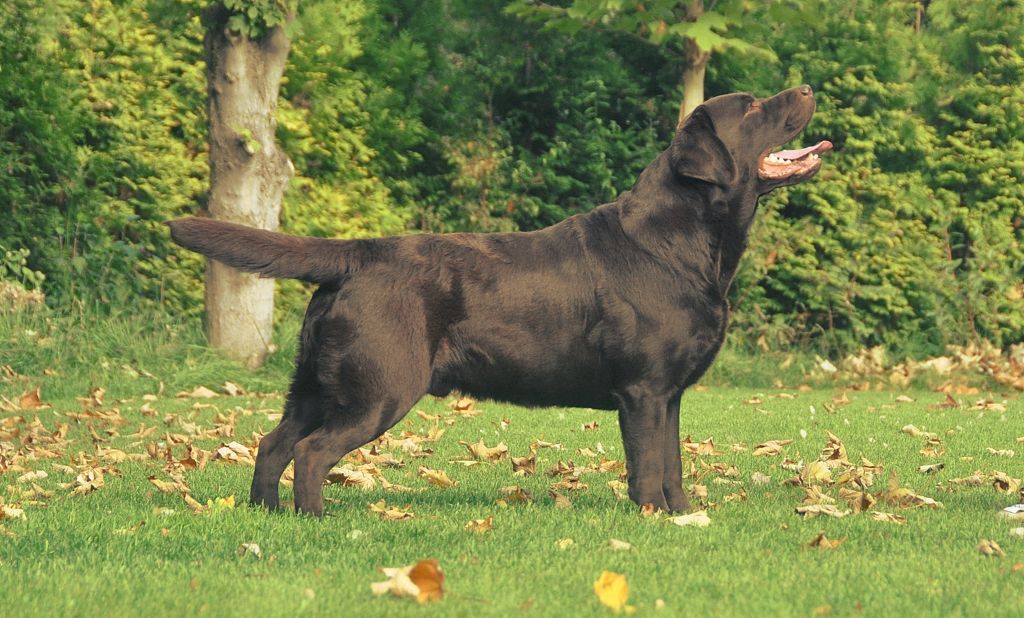 Publication : Gold powder Auteur : sylwia