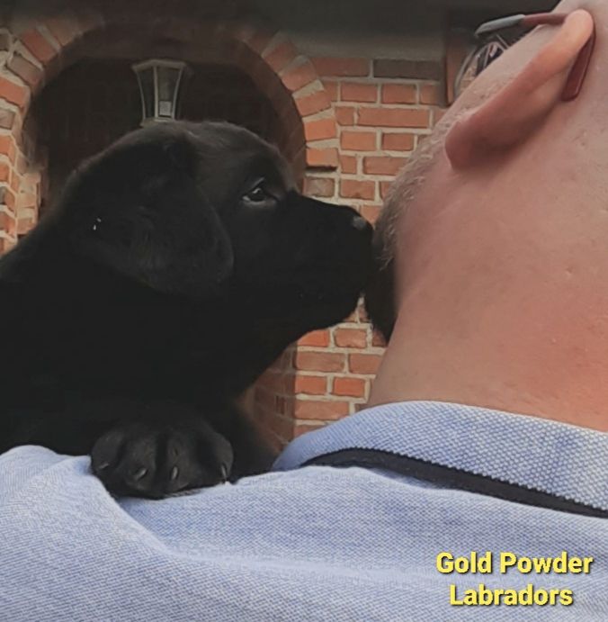 Publication : Gold powder  Auteur : Gold Powder Labradors