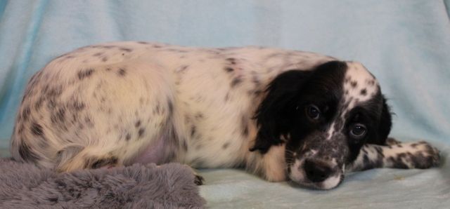 Chiot Setter Anglais - CHIOT De La Pierre D'Opale