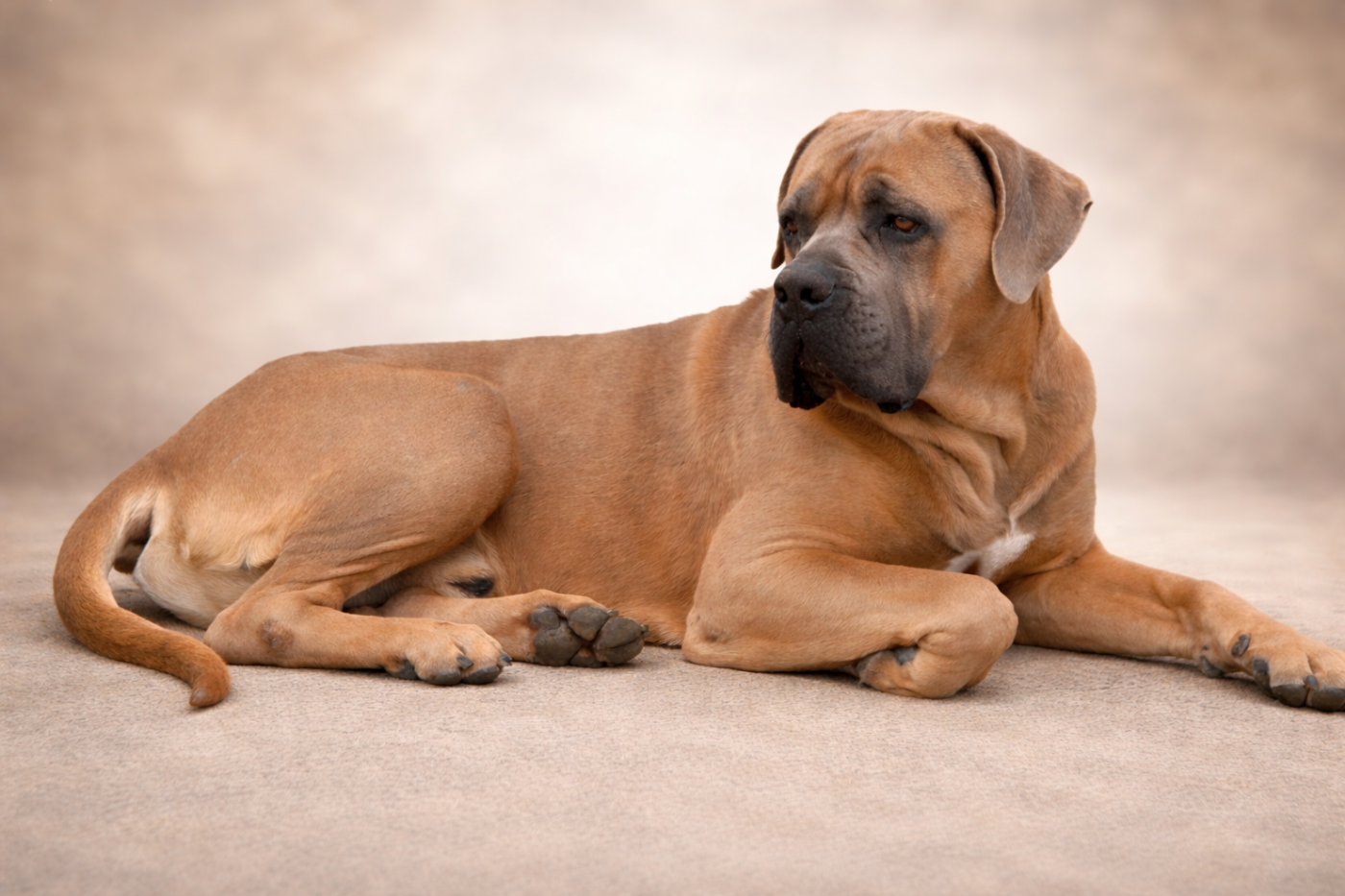 Publication : I have a dream Auteur : elevage i have a dream