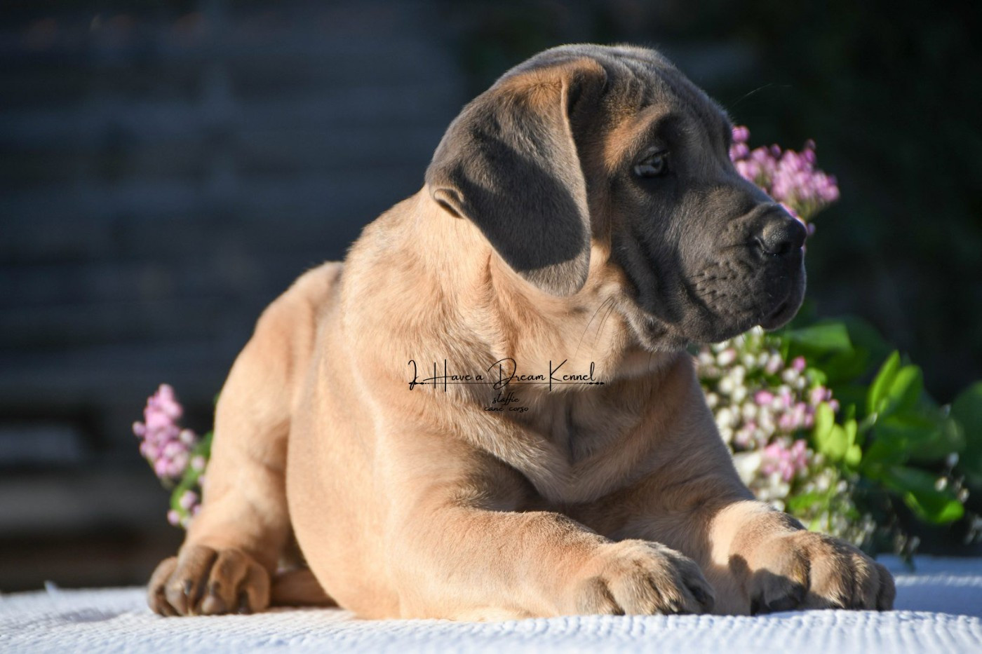 AVA I HAVE A DREAM (Collier violet)