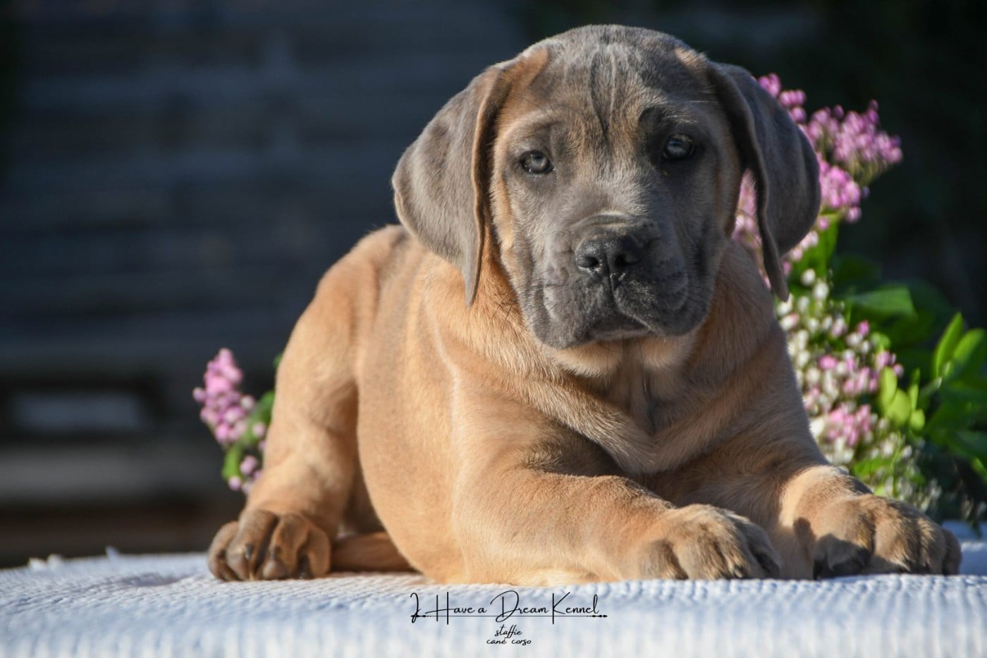 AVA I HAVE A DREAM (Collier violet)