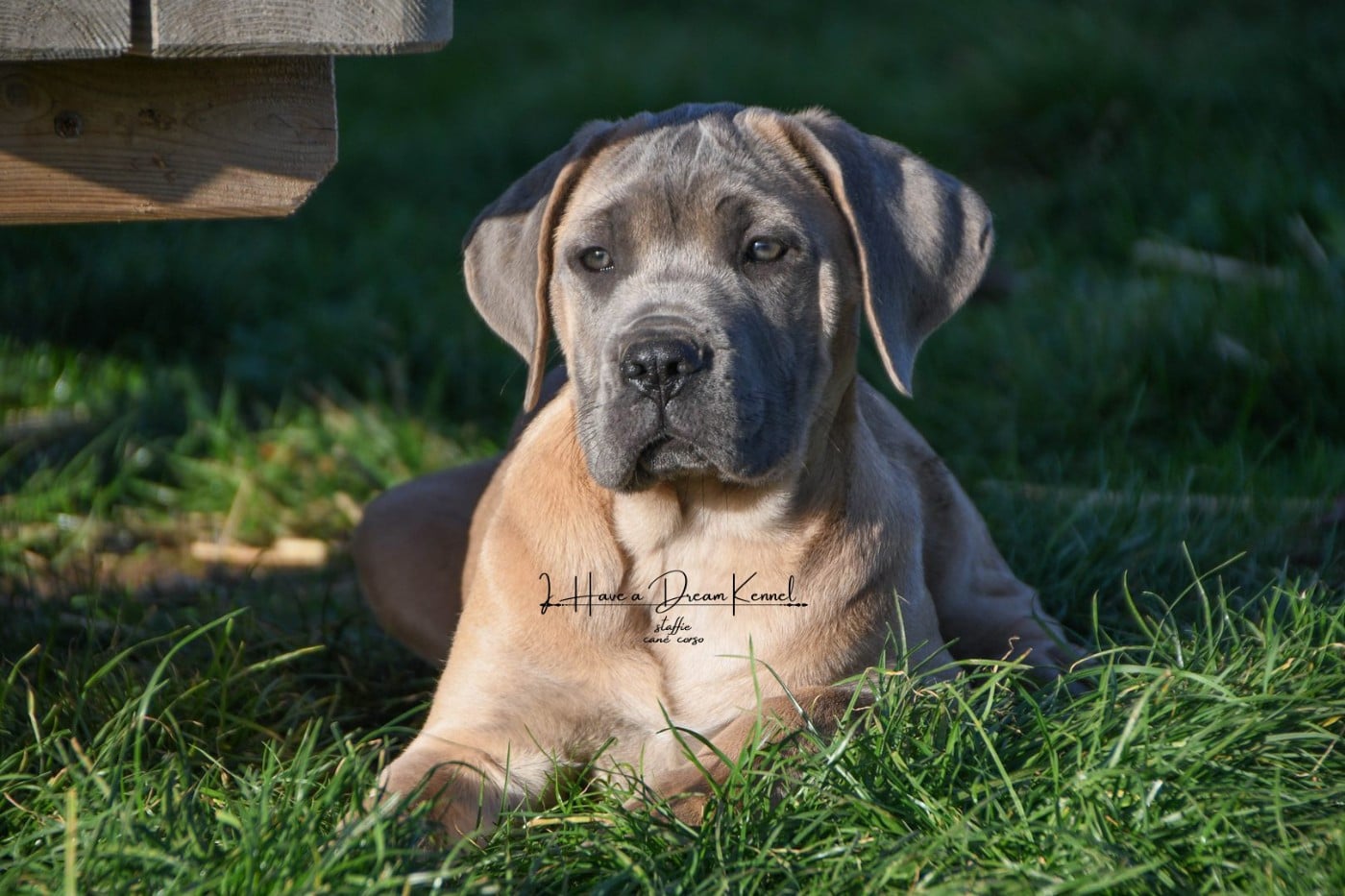 AVA I HAVE A DREAM (Collier violet)