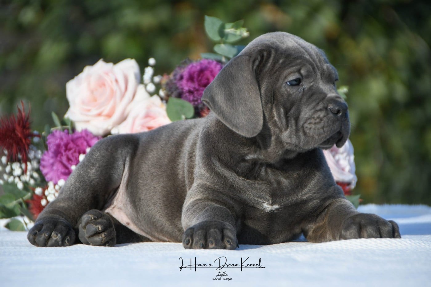 Cane Corso - I have a dream