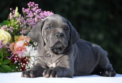 Les chiots de Cane Corso