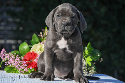 Les chiots de Cane Corso