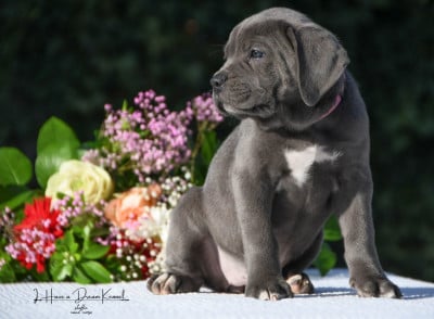Les chiots de Cane Corso