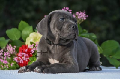 Les chiots de Cane Corso