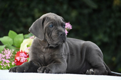 Les chiots de Cane Corso