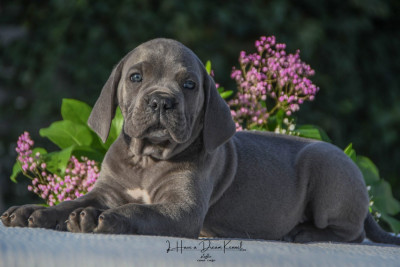 Les chiots de Cane Corso