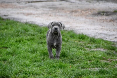 Les chiots de Cane Corso