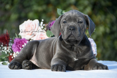 Les chiots de Cane Corso