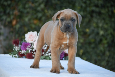 Les chiots de Cane Corso