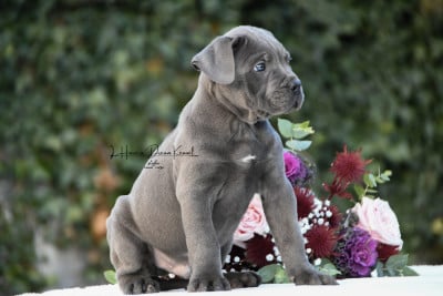 Les chiots de Cane Corso