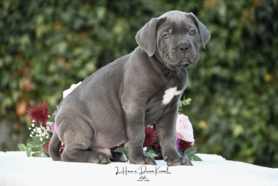 Les chiots de Cane Corso