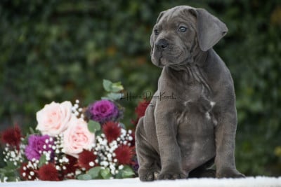 Les chiots de Cane Corso
