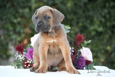 Les chiots de Cane Corso