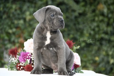 Les chiots de Cane Corso