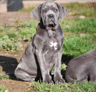 Les chiots de Cane Corso